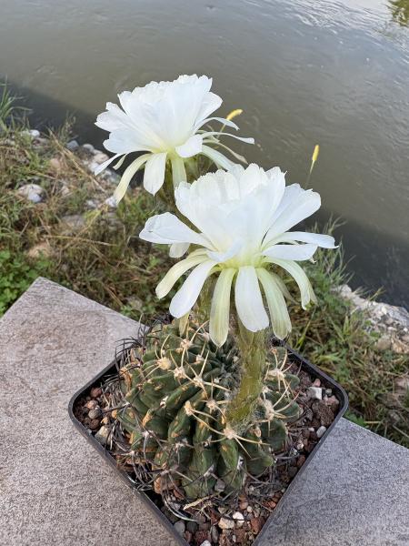 Echinopsis subdenudata